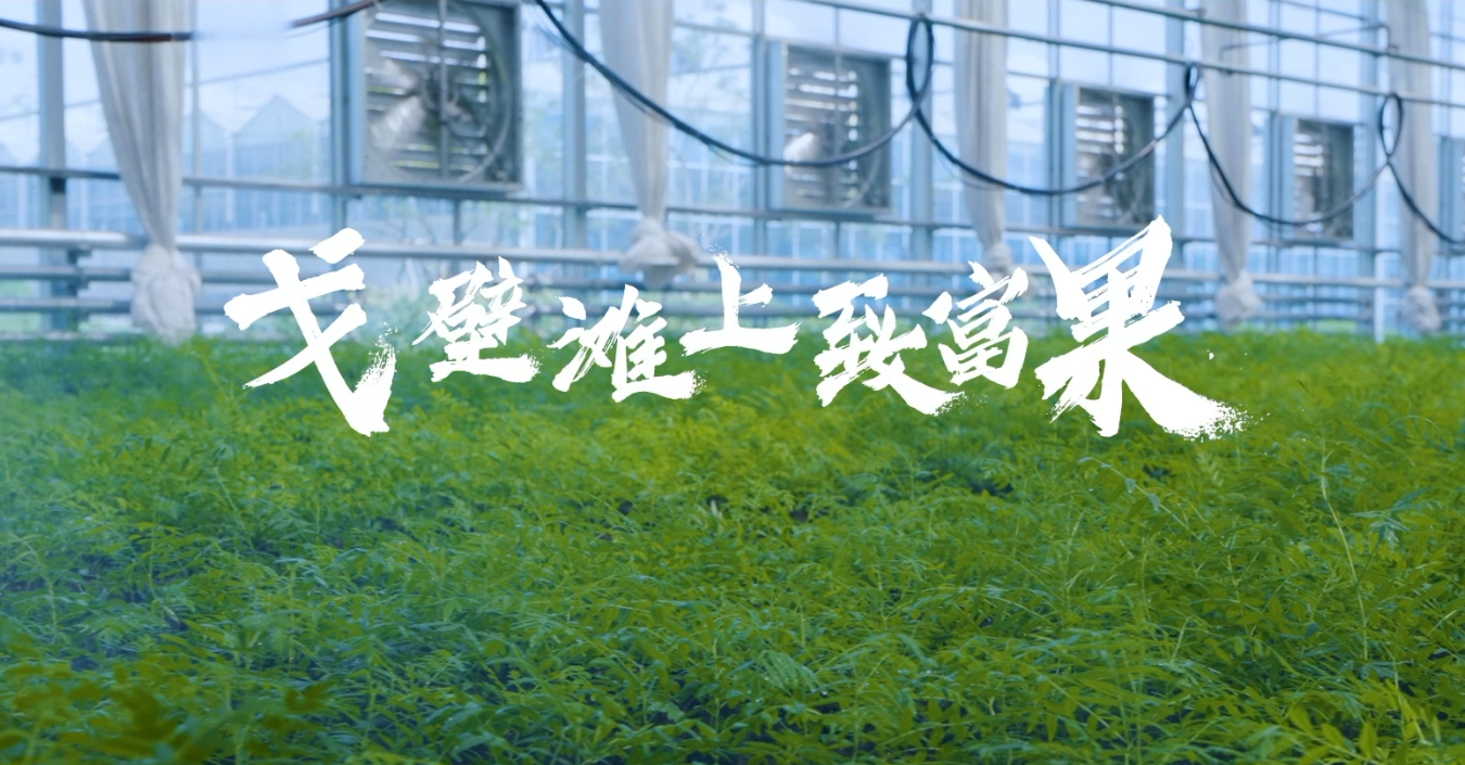 戈壁滩上致富果