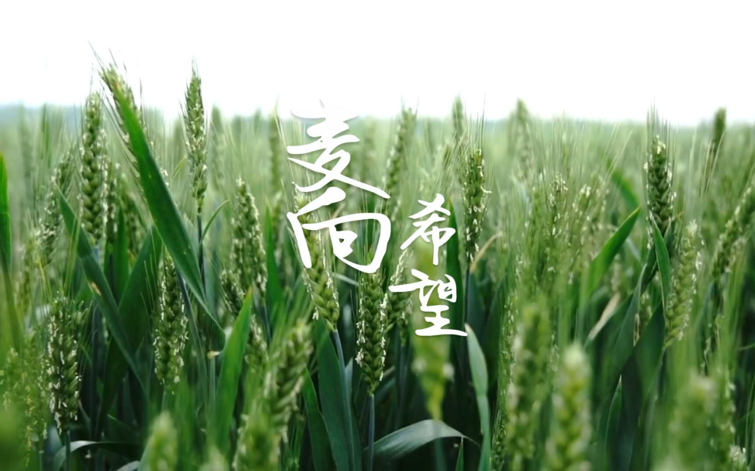 麦向希望