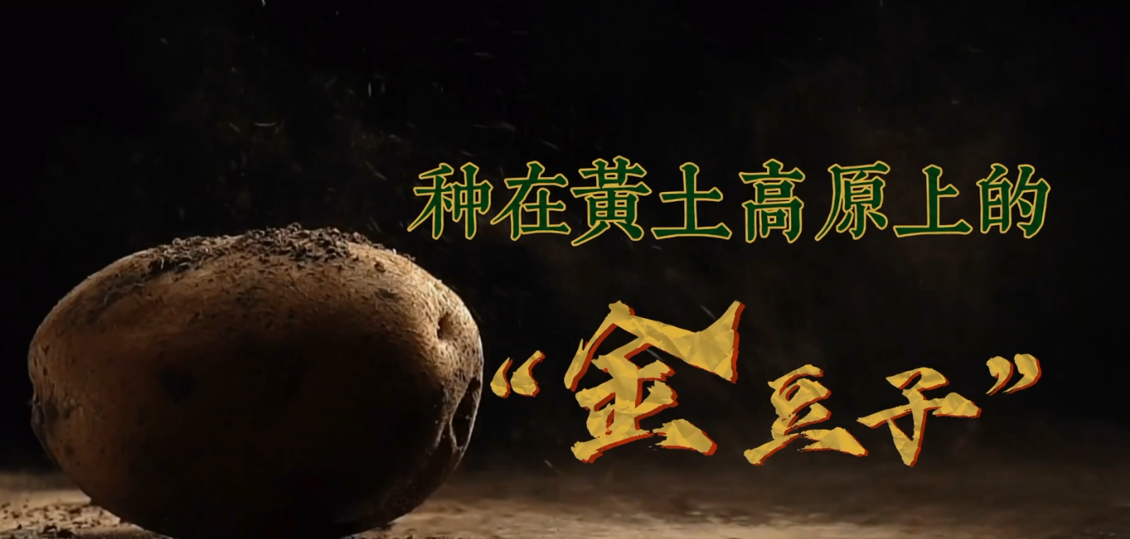 种在黄土高原上的金豆子