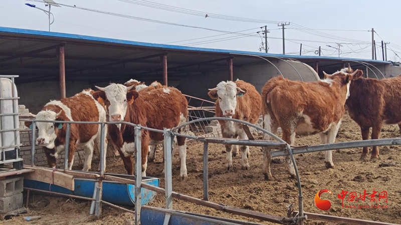 玉门：肉牛养殖富农家