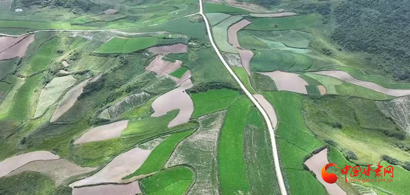 漳县：特色产业绘就乡村振兴新图景