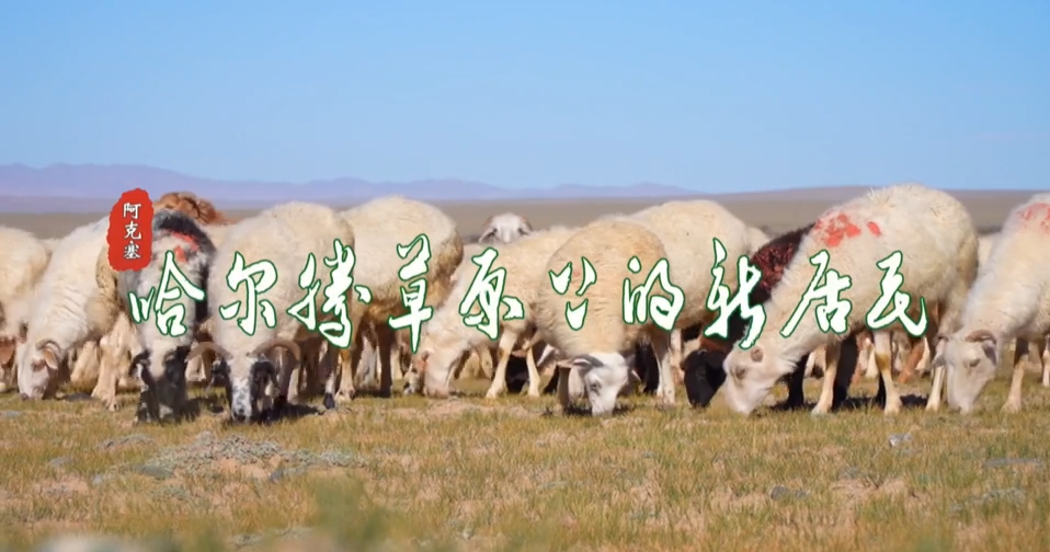 哈尔腾草原上的新居民