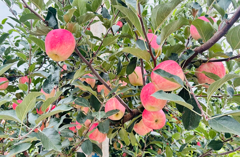 灵台：早熟苹果抢“鲜”上市