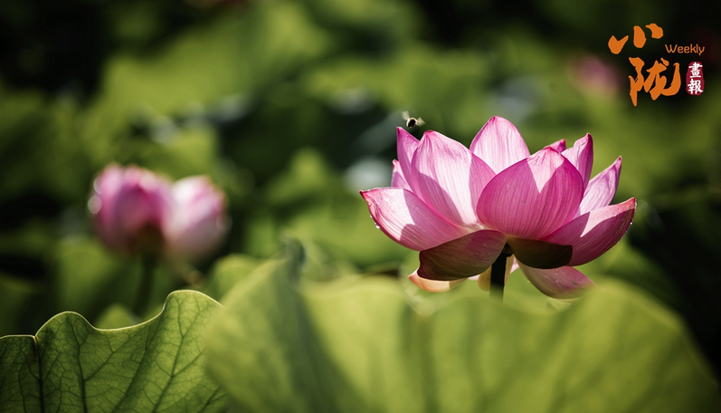 永靖：太极岛荷花盛开 一池诗意等您来