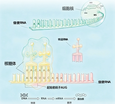 蛋白质合成，探索生命起源之谜（国际科技前沿）