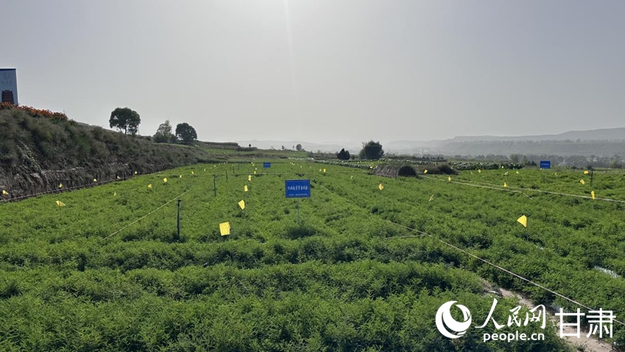 首阳镇黄芪种植基地。人民网记者 王绍绍摄