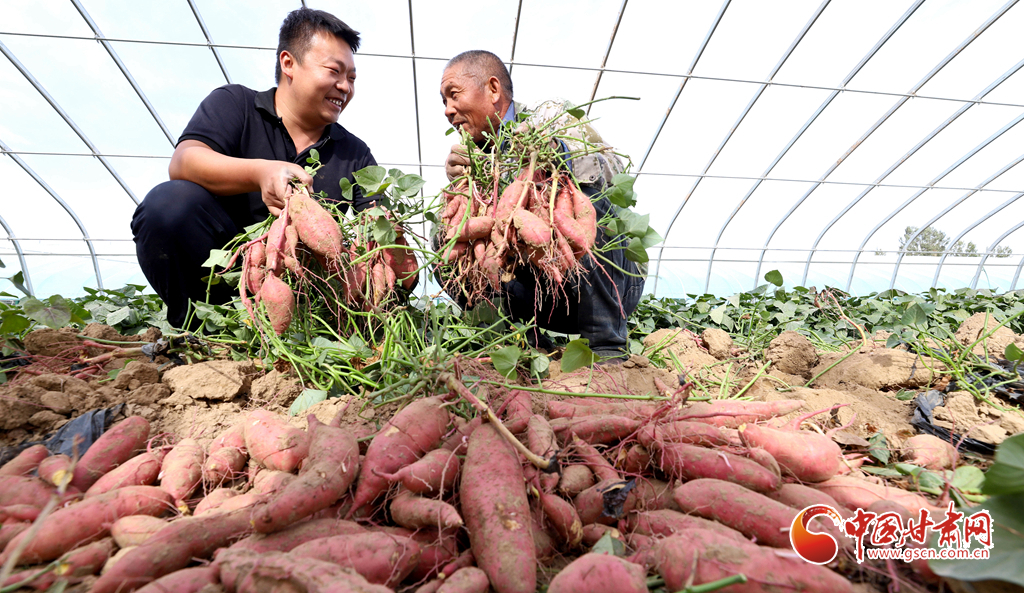 临泽 戈壁荒漠试种蜜薯喜丰收