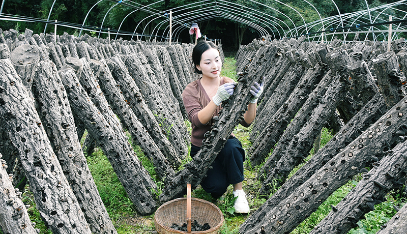 康县：木耳丰收采摘忙 特色产业增势旺