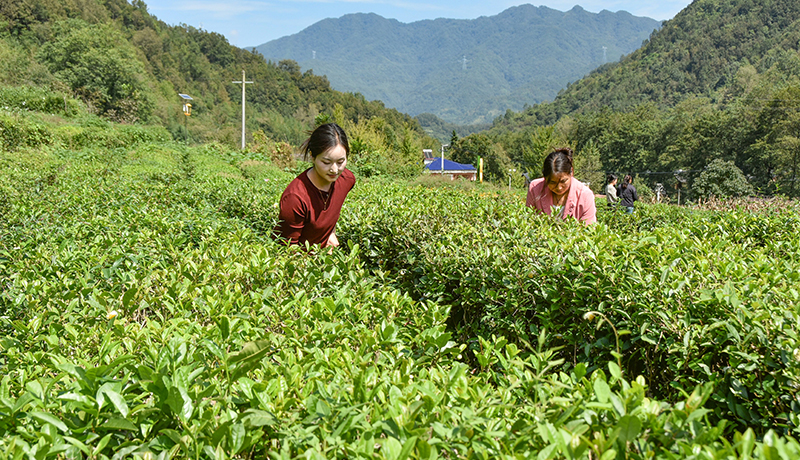 康县：加强茶园管护促茶产业提质增效