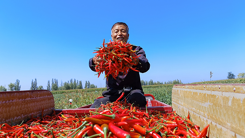 灵台：多元农业产业绘就现代农业新画卷