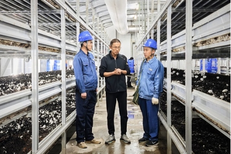 国网庆阳供电公司：电力“把脉”护生产 菌菇飘香助振兴