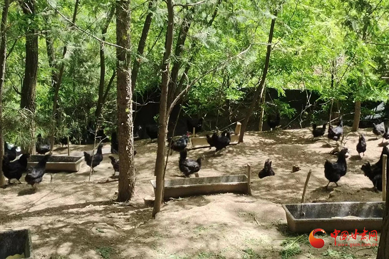 西和：“生态鸡”唱出致富“交响乐”