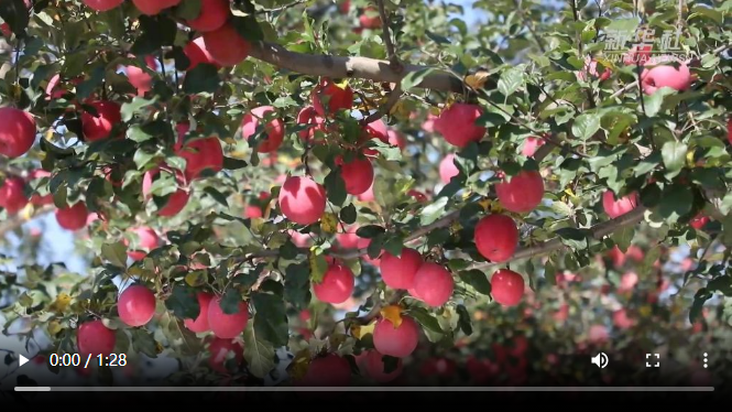 【甘快看】甘肃平凉:小苹果撬动大产业