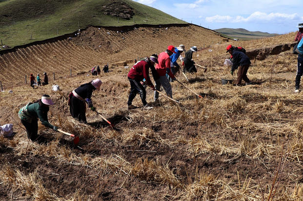 科技赋能重塑高寒地区草原生态