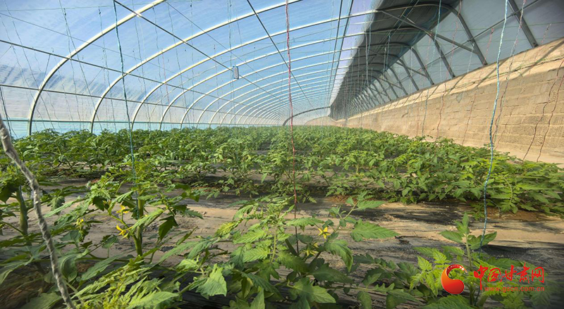 玉门:老旧大棚换新颜 提质增效助增收