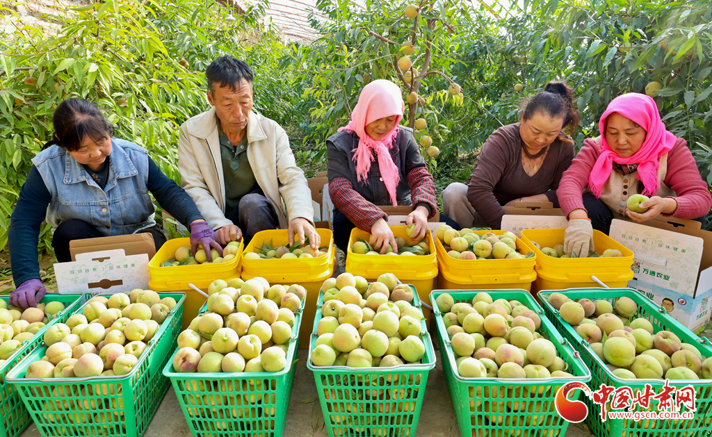 陇拍客丨张掖：3万多斤错季鲜桃忙采摘
