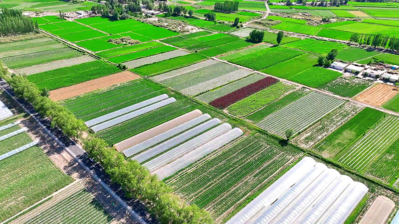 金塔：“小田”变“良田”耕种更省力