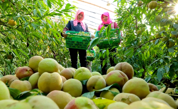 张掖：3万多斤错季鲜桃忙采摘
