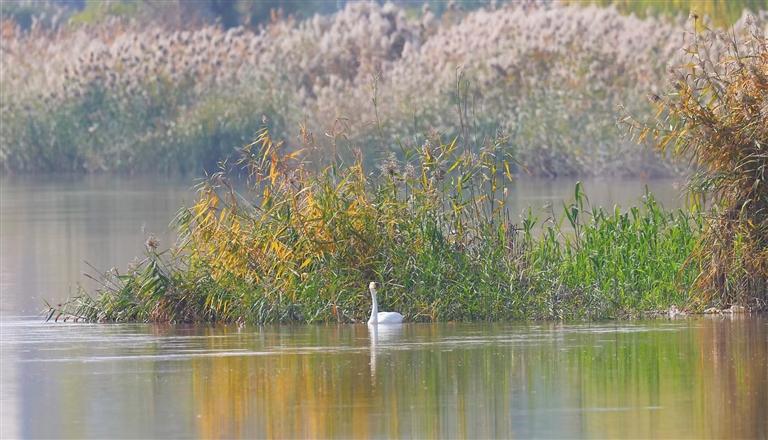 今年首只越冬大天鹅