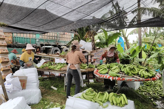 工人正在分拣去杂,准备打包装箱。
