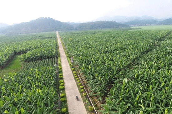 位于广西兴业县大平山镇的数千亩蕉园