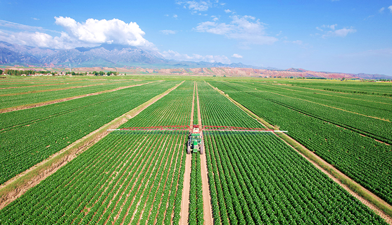 民乐：小土豆成就“大产业”