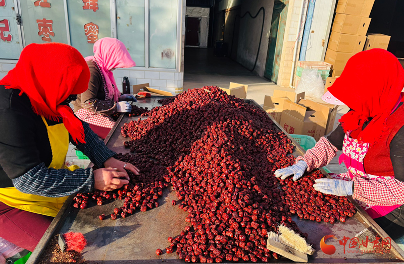 临泽：产业生态链提升红枣附加值