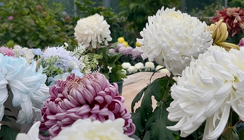 漳县：秋菊“燃”金秋 文旅热度再升级