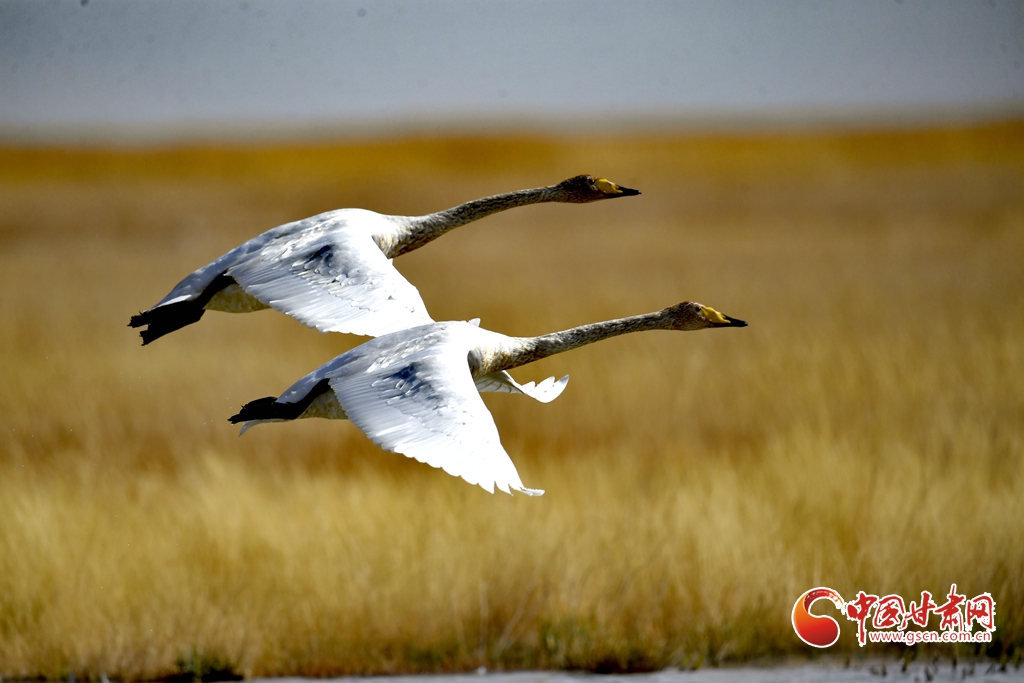 陇拍客丨肃北:深秋盐池湾 鸟舞湿地生态美
