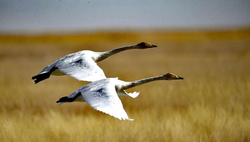 肃北：深秋盐池湾 鸟舞湿地生态美