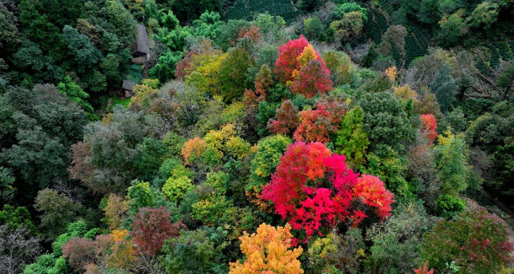 川陕甘交界处的小茶村藏着最原生态的陇上秋意