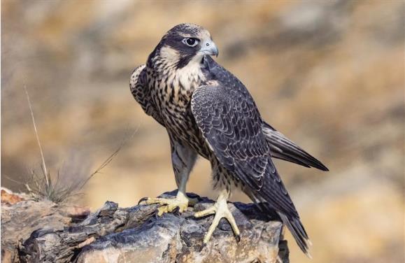 “闪电杀手”游隼打卡甘肃太子山保护区