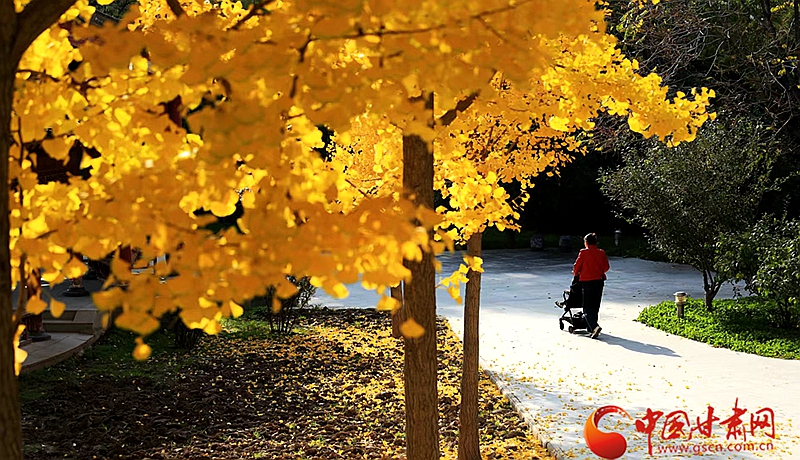 陇拍客丨永靖初冬“秋色”美