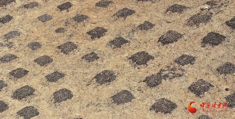 成县：林下种天麻 致富添新路