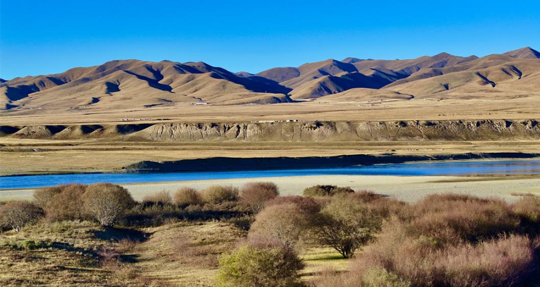 黄河两岸染金色 玛曲草原秋韵浓