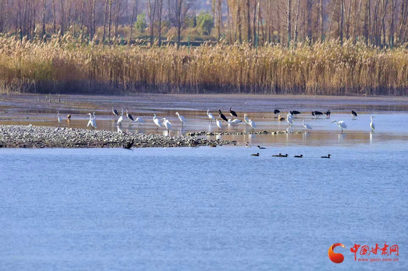 陇拍客丨临泽双泉湖湿地迎越冬“飞鸟聚会”