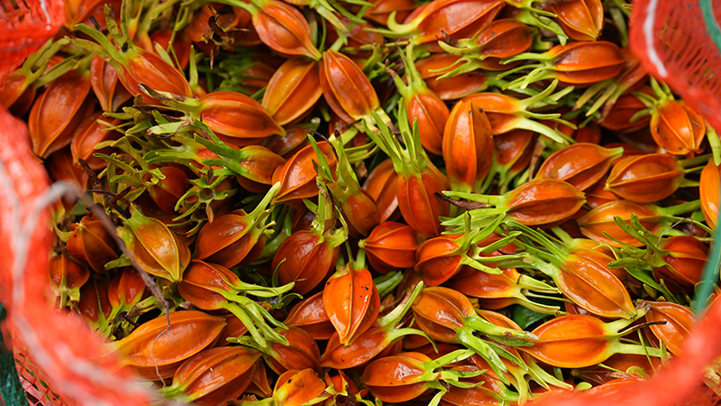 新鲜采摘的栀子果。叶志天摄