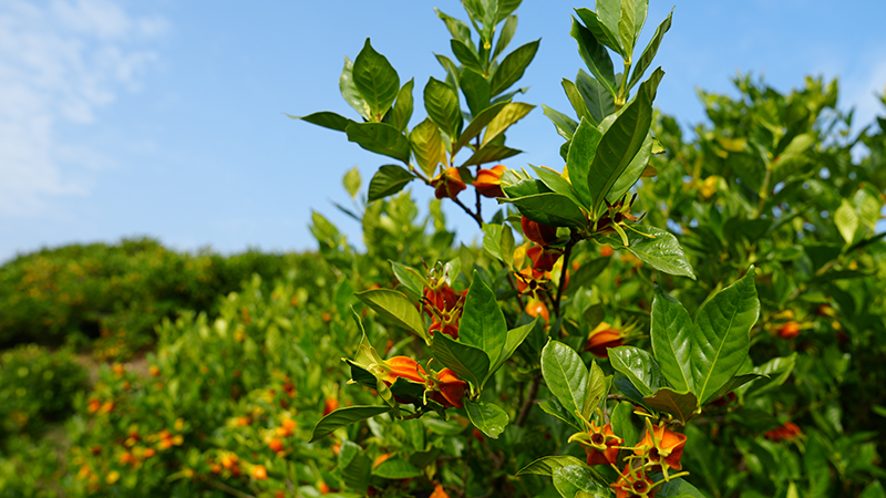 黄橙相间的栀子果挂满枝头。叶志天摄