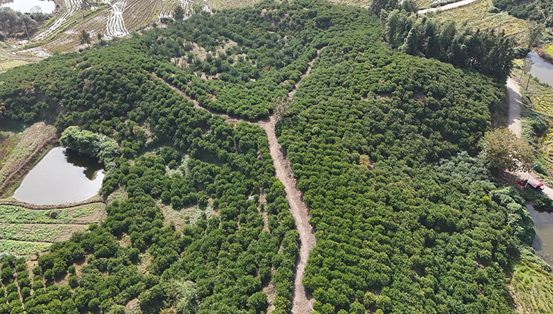 高空俯瞰成片的栀子林。叶志天摄