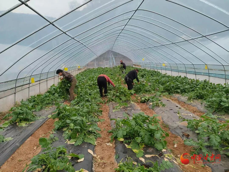 灵台：抱团种“鲜”菜 共富大棚奏响增收曲