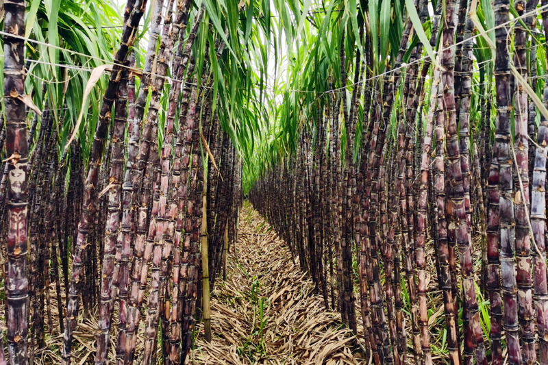 长势良好的果蔗。罗李香摄