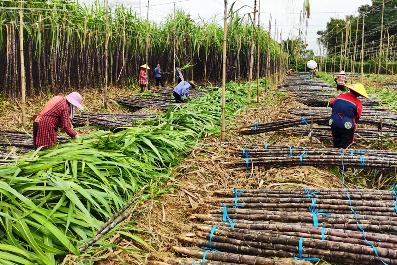 果蔗采收现场。罗李香摄