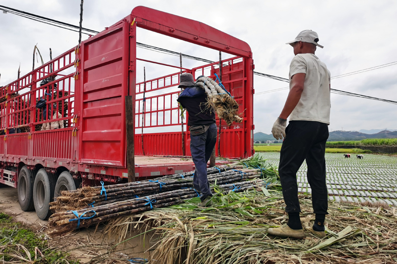 果蔗采收现场。罗李香摄
