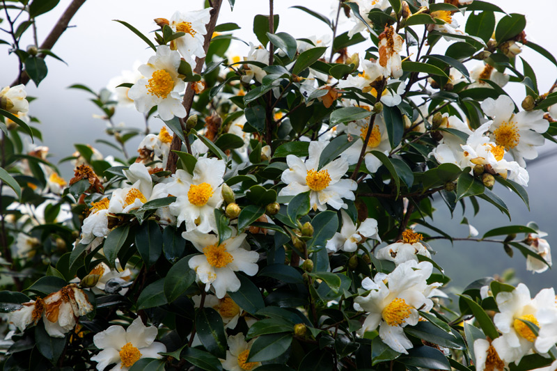 油茶花肆意盛开。吴玉兰摄