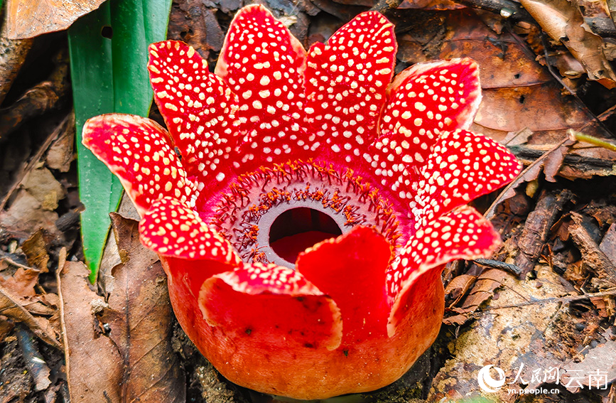 盛开的寄生花。罗宗强摄