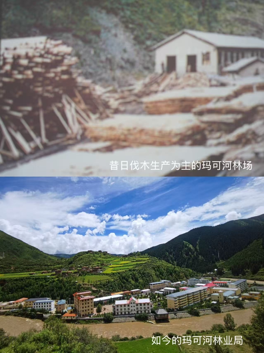 昔日和如今的玛可河林区。刘平摄