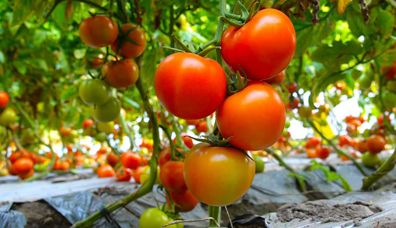 民勤：智水解“沙海之渴” 绿进沙退启发展新章