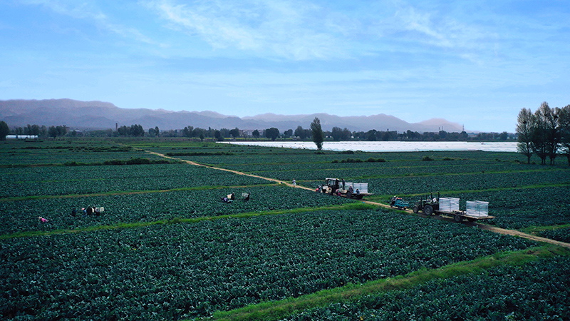 【决胜收官“十四五”】山丹：产业裂变 农业“蝶变”