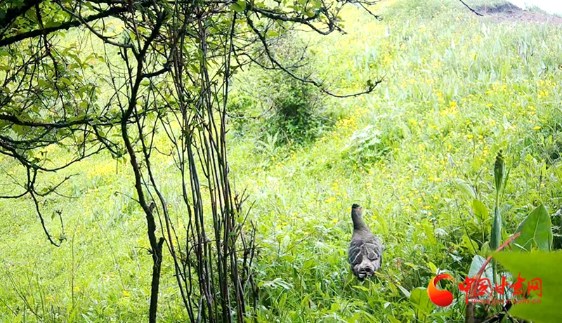 國家一級保護(hù)動物紅喉雉鶉首現(xiàn)甘肅省洮河生態(tài)建設(shè)管護(hù)中心所轄林區(qū)