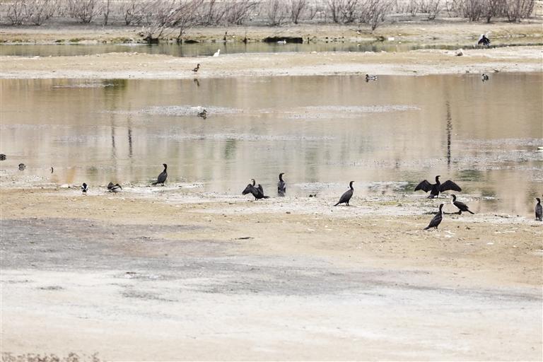 秦王川国家湿地公园成候鸟乐园